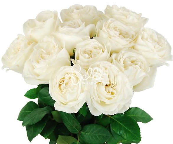 扦插浩田花苑珍妮莫罗月季jeannemorea庭院阳台月季