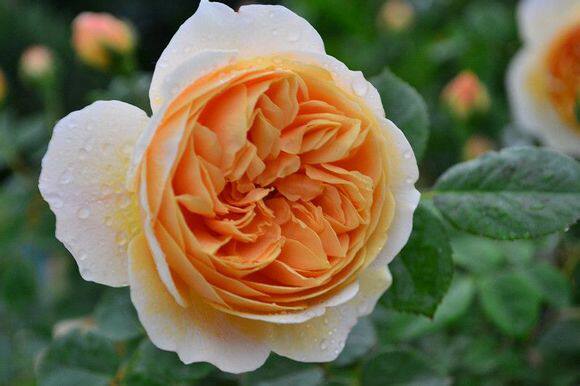 黄色藤本欢笑格鲁吉亚庭院大阳阳台园艺爬藤月季月季