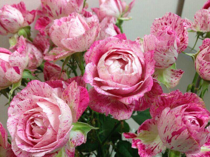 扦插条纹月季雪花肥牛月季花非常美的玫瑰花卉月季