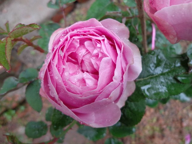 新品月季 momoka桃香月季花苗 浓香 包子非常漂亮的品种满就包邮