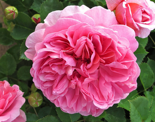 浩田花苑欧月灌木psofkt肯特公主月季月季