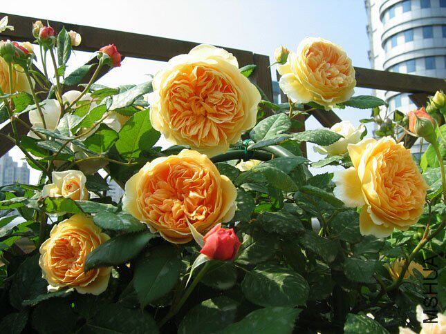 浩田花苑月季月季花花苗玛格丽特王妃crownprincessmargareta月季
