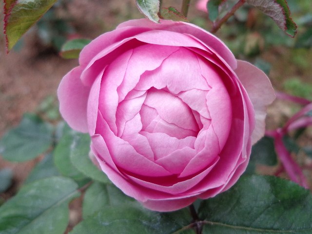 新品月季 momoka桃香月季花苗 浓香 包子非常漂亮的品种满就包邮