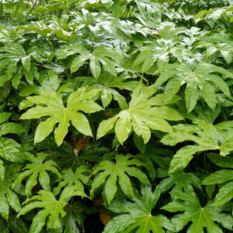 八角楼顶苗木叶苗木绿化观庭院金盘绿篱耐寒常绿观叶