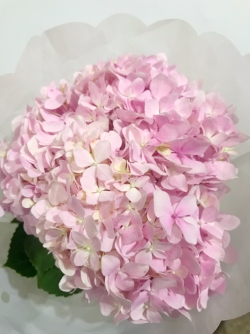 绣球鲜花真花云南昆明直发家庭插花拍照水养混搭向日葵送人