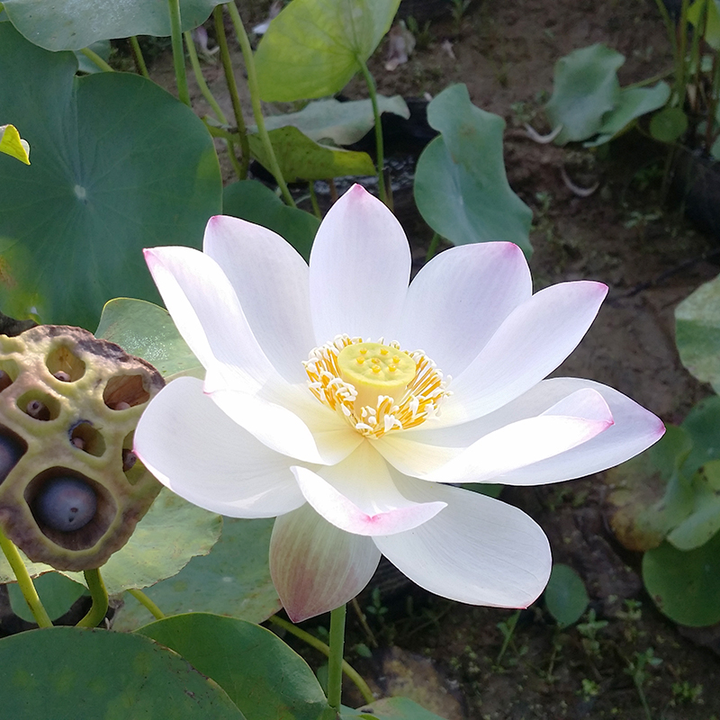 白衣仙子1号碗莲种根茎阳台水培植物微型迷你花卉