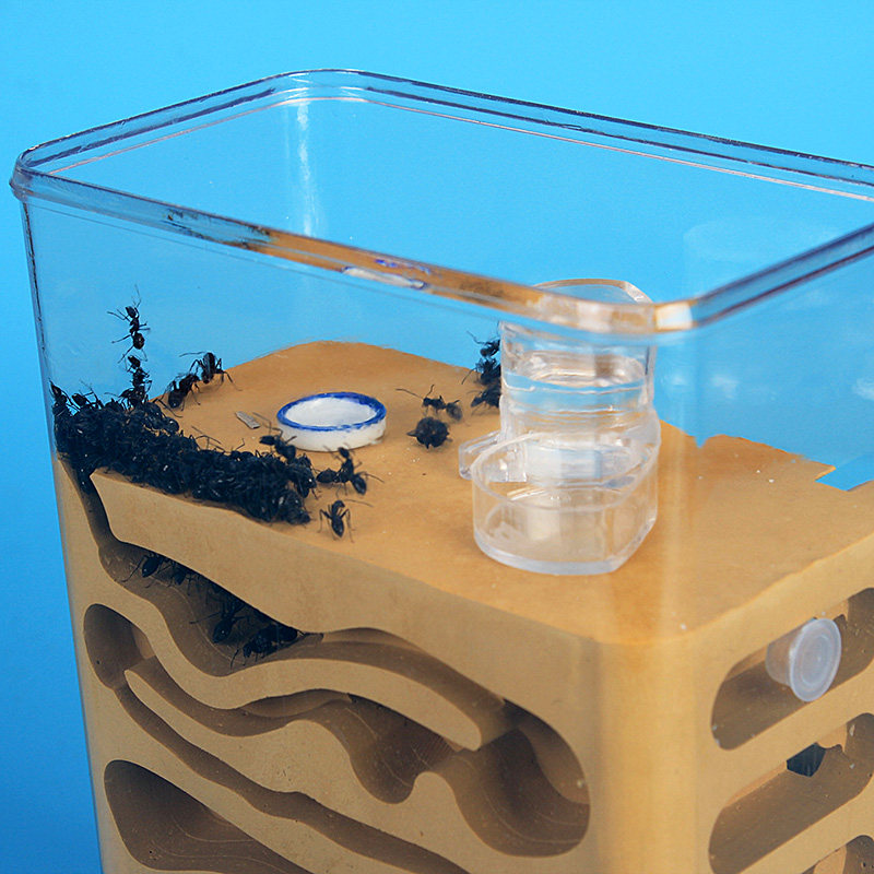 蚂蚁宠物工坊蚂蚁城堡部落生态玩具家园庄园石膏蚂蚁工坊