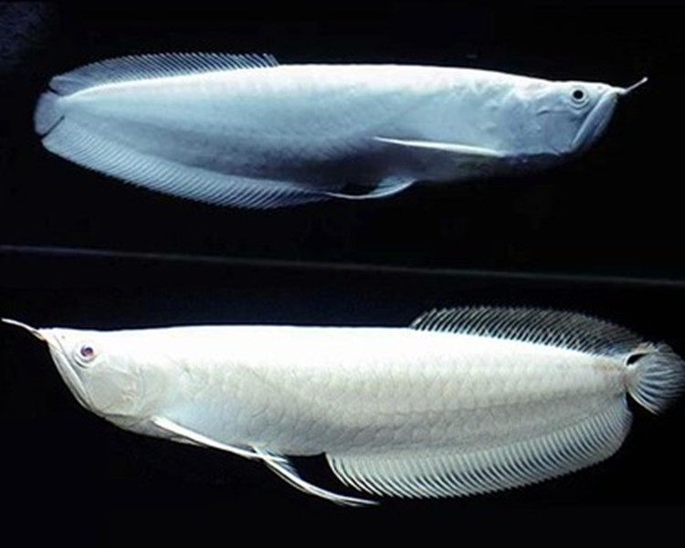 龙鱼大型淡水鱼热带鱼观赏鱼风水成年银龙福音水族鱼