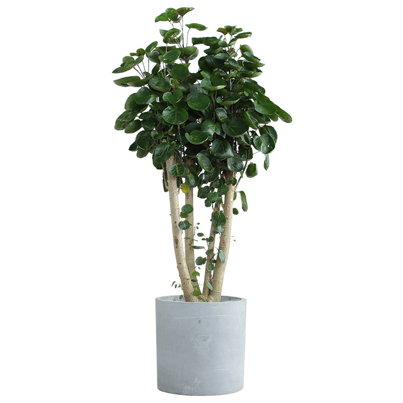 金钱兜圆叶福禄桐大型盆栽钱多多室内北欧风吉祥财运植物净化空气