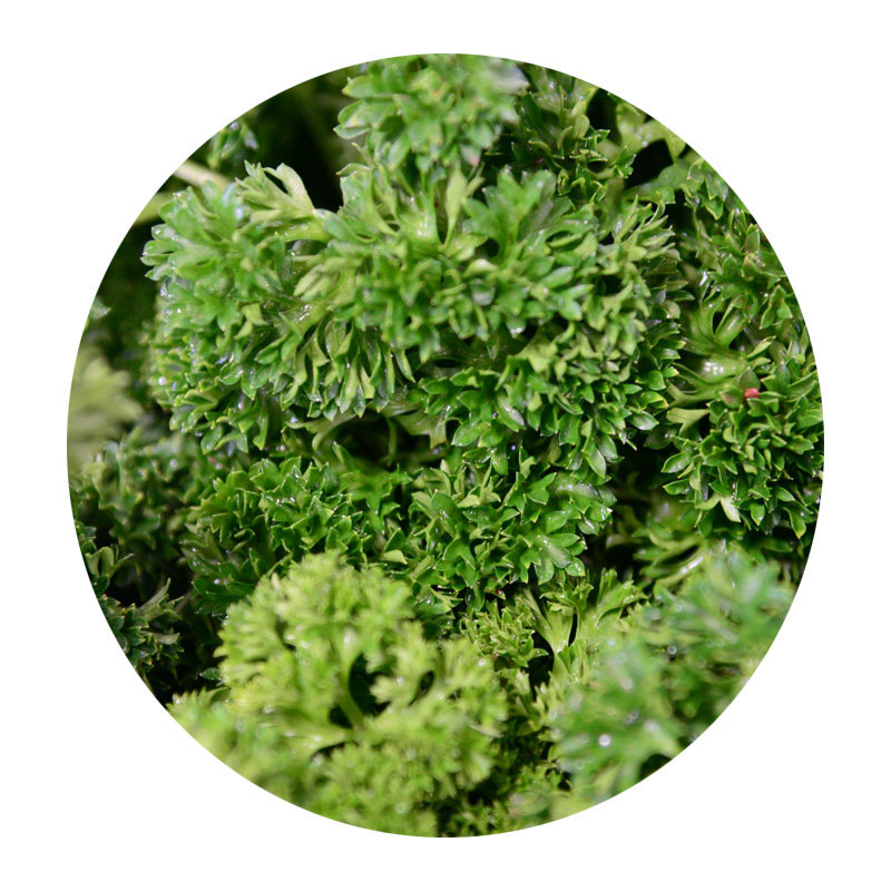 法香 半斤 新鲜番茜荷兰芹 农猫庄园 深圳水果沙拉蔬菜西餐轻食