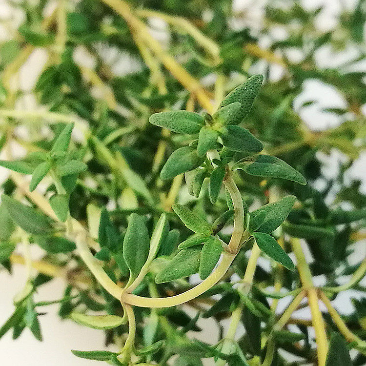 【农猫庄园】百里香 100克麝香草 深圳新鲜蔬菜水果西餐香草沙拉