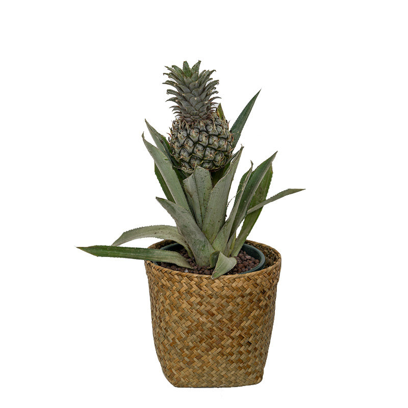 盆栽凤梨菠萝果实花卉植物室内果树树苗女朋友绿植