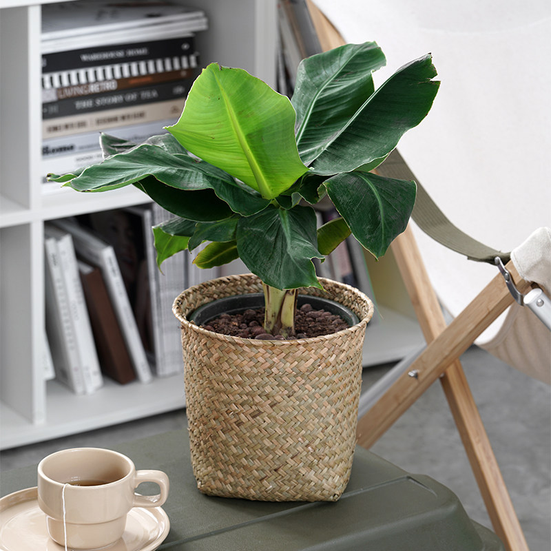 禁止蕉绿新奇阳台桌面办公室室内水果植物香蕉树果树盆栽绿植