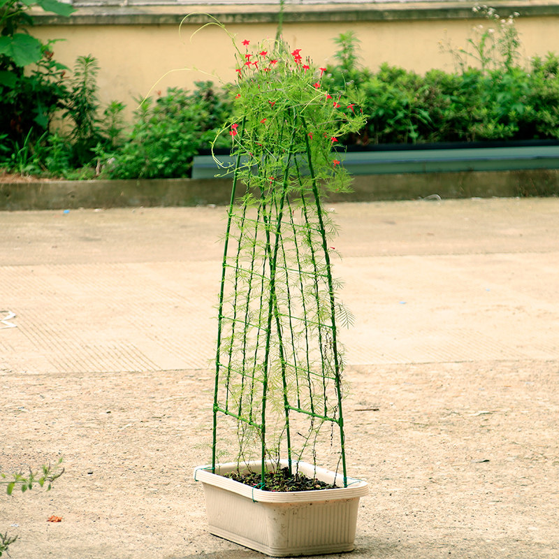 庭院盆栽植物爬藤花架喇叭花攀爬网格架子园艺花支架可造型花屏