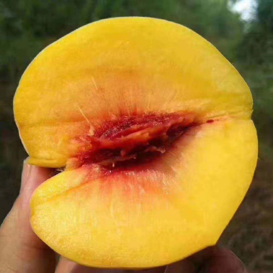 湖南怀化麻阳红心黄桃新鲜水果现摘现发当季桃