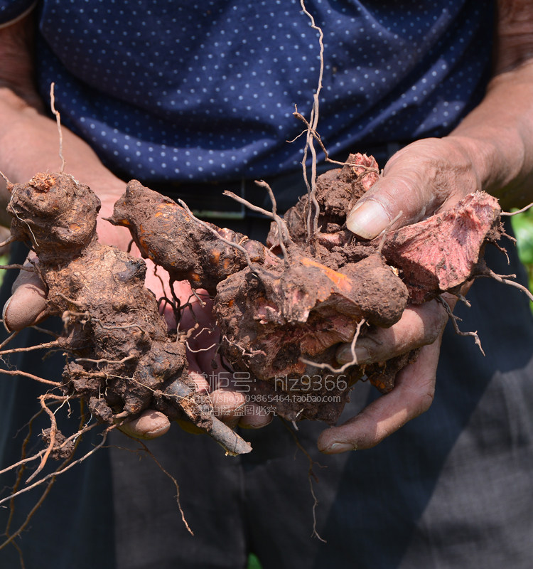 金刚深山藤头500g菝葜菱角冷饭头铁刺草药无硫其他药食同源食品