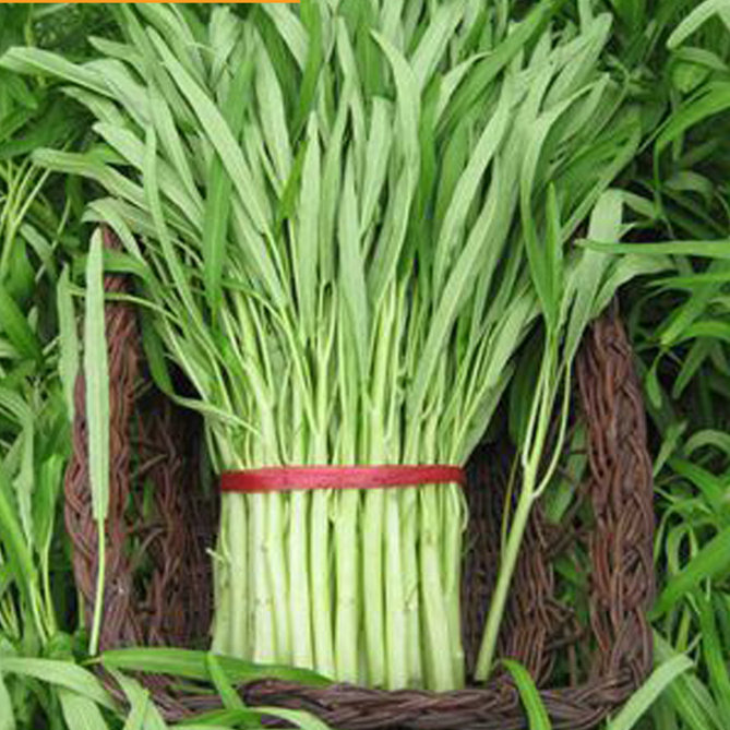 大叶空心菜种籽白骨竹叶白梗青柳叶农家家庭园艺种子