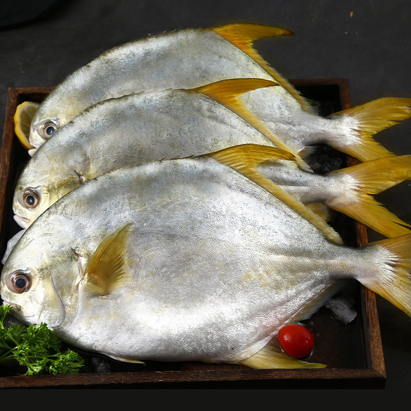鲳鱼东海平鱼冷冻昌鱼金昌鱼鲜活海金水产海鲜其它
