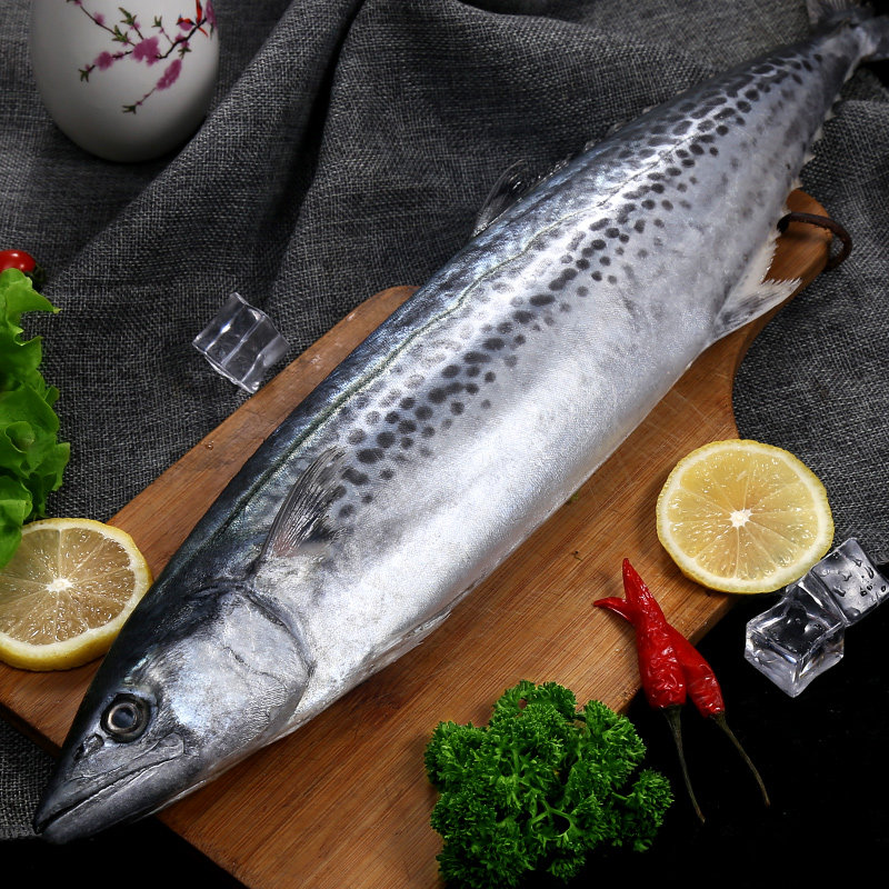鲅鱼青岛新鲜包邮冷冻超大整条10斤马鲛鱼海鲜马鲛鱼