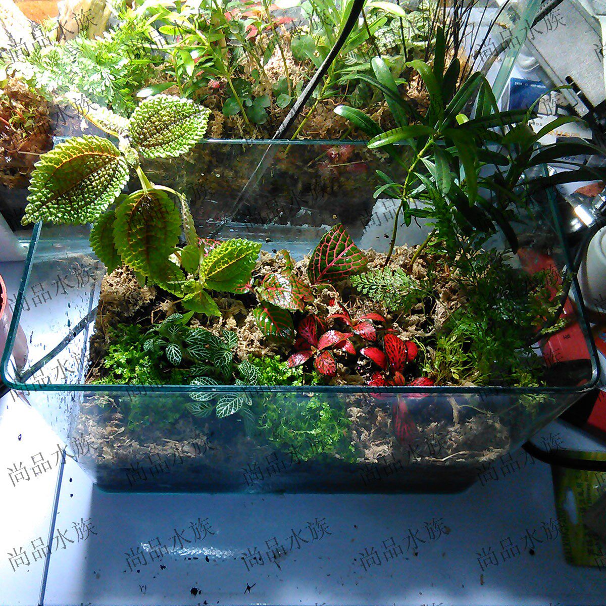 水草造景尚品水族成套生态办公桌鱼缸18cm弯缸鱼缸
