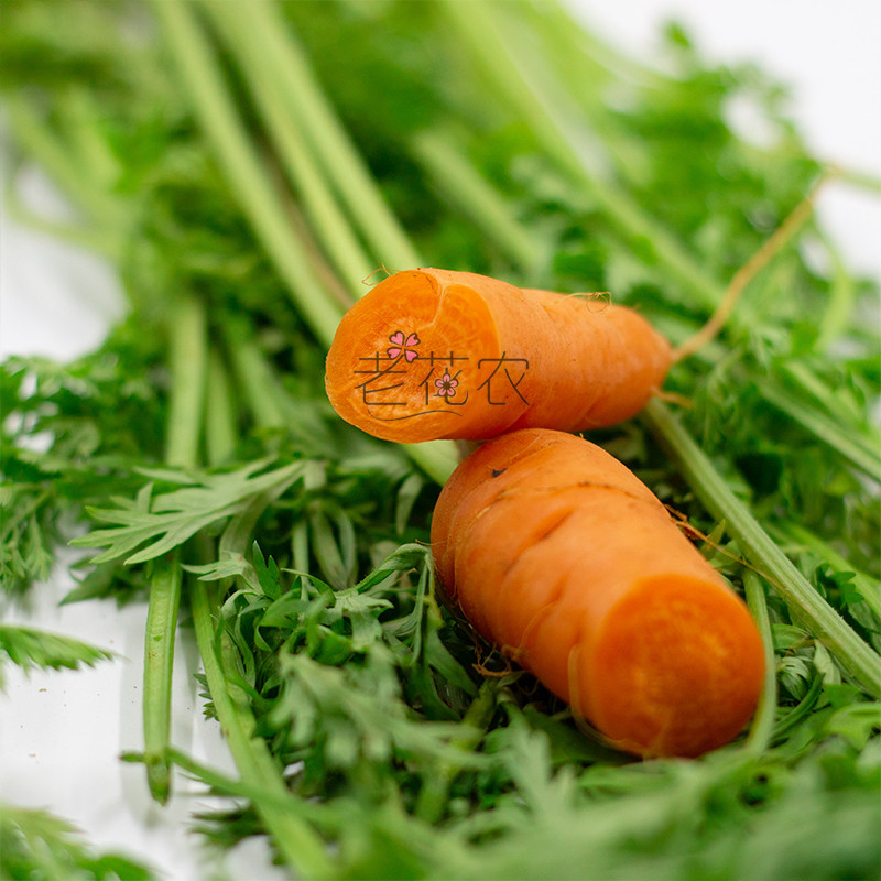 胡萝卜新鲜手指带叶500g迷你蔬菜沙拉酒店西餐其它