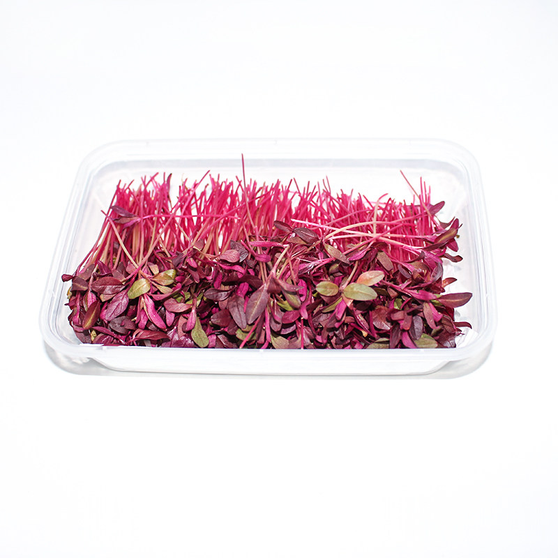 新鲜火红斯卡卡纳安曼红苗15g芽苗菜食用酒店其它