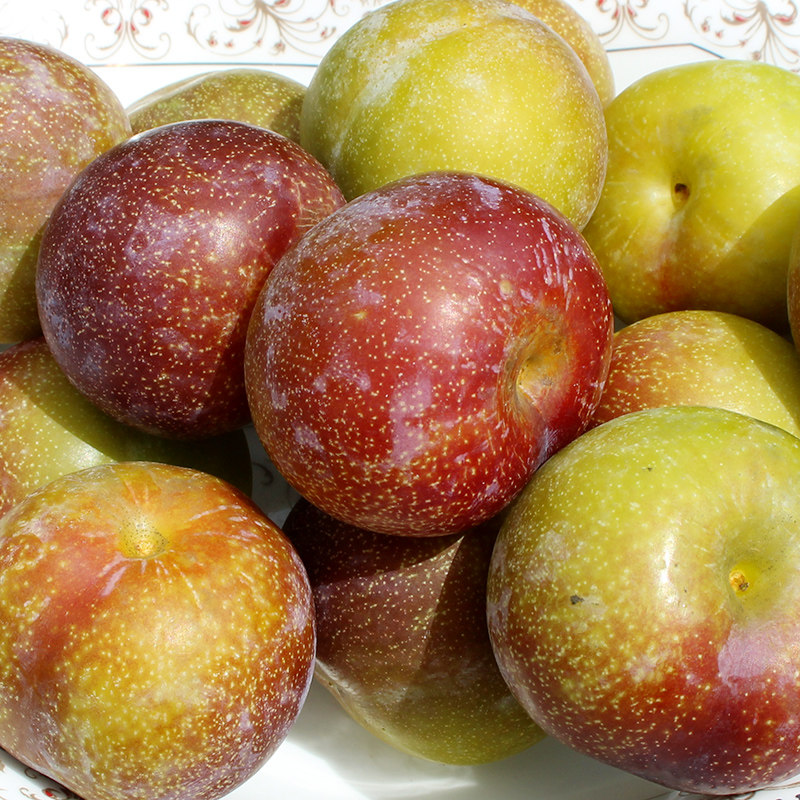 李子四川半边包邮5斤当季李当季茵红脆甜脱骨李子