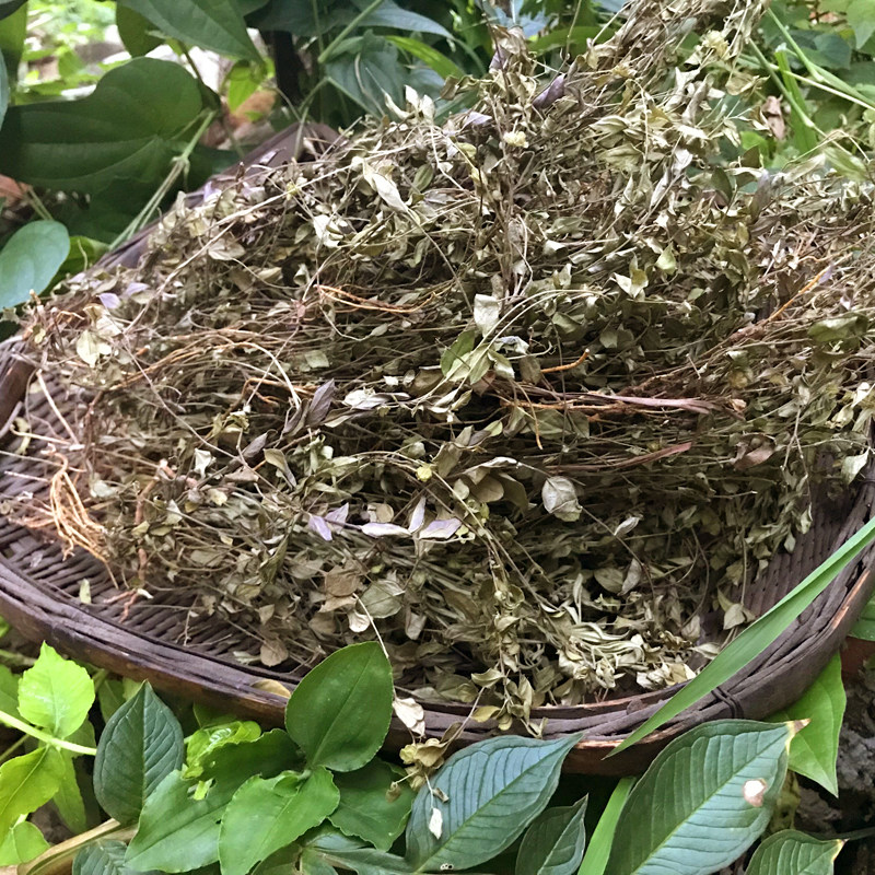 小叶来马回草 野生 中草药 瓜子金 瓜子草竹叶地丁金牛草干品250g