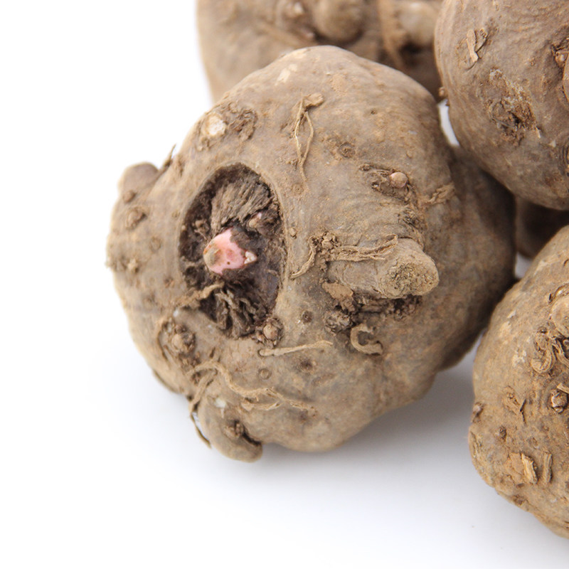 云南蘑芋高产量成活率消毒脱水二代魔芋摩芋种优质芋头