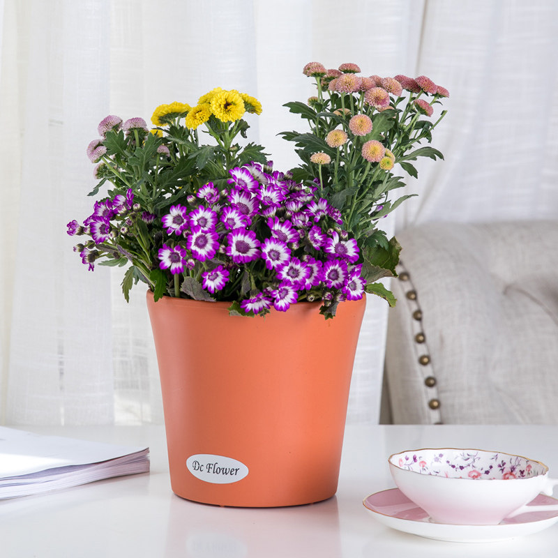 花盆新款加厚敞口多肉陶瓷树脂小花盆栽圆形花盆