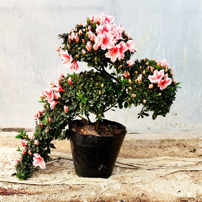 造型比利时杜鹃花春节花卉室内未带苞好养老盆栽时令草本花卉