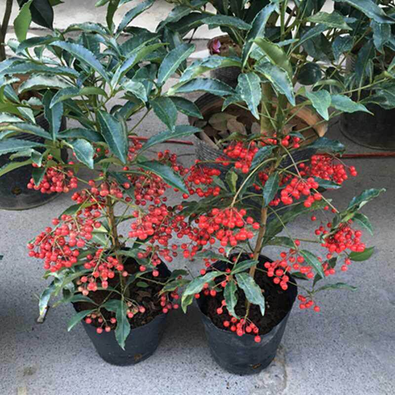 富贵室内耐寒植物盆栽绿植办公室花卉黄金万两绿植