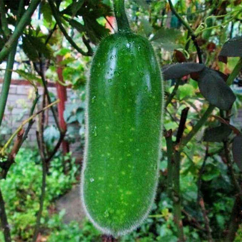 种子毛结瓜节瓜冬瓜早熟高产庭院四季蔬菜家庭园艺种子