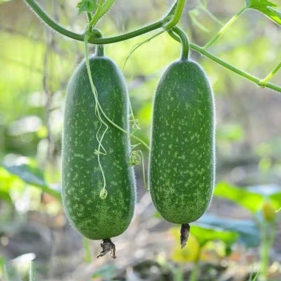高产细心毛节瓜种子早熟籽粒毛冬瓜籽皮薄肉厚家庭园艺种子