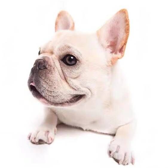 纯种法斗幼犬法斗幼犬活体斗牛犬奶油色法国斗牛犬短毛斗牛宠物狗