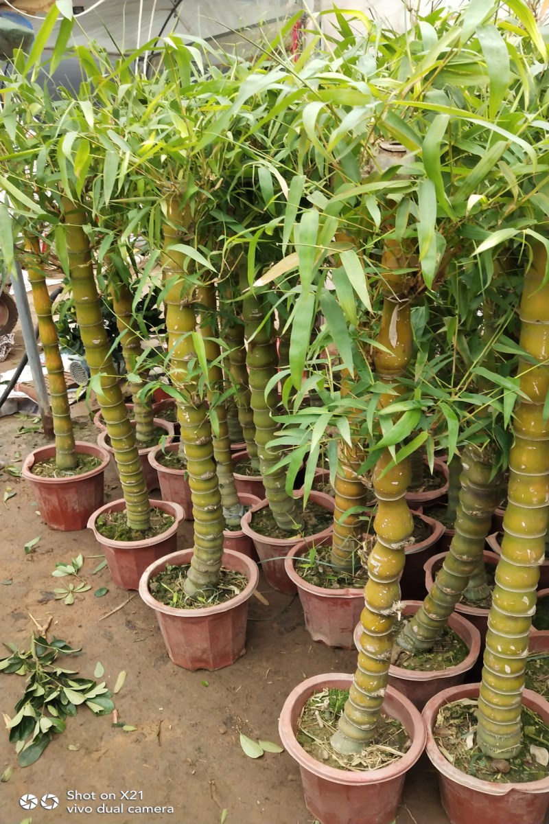 盆栽绿植花卉土培佛肚佛竹大佛肚竹观叶