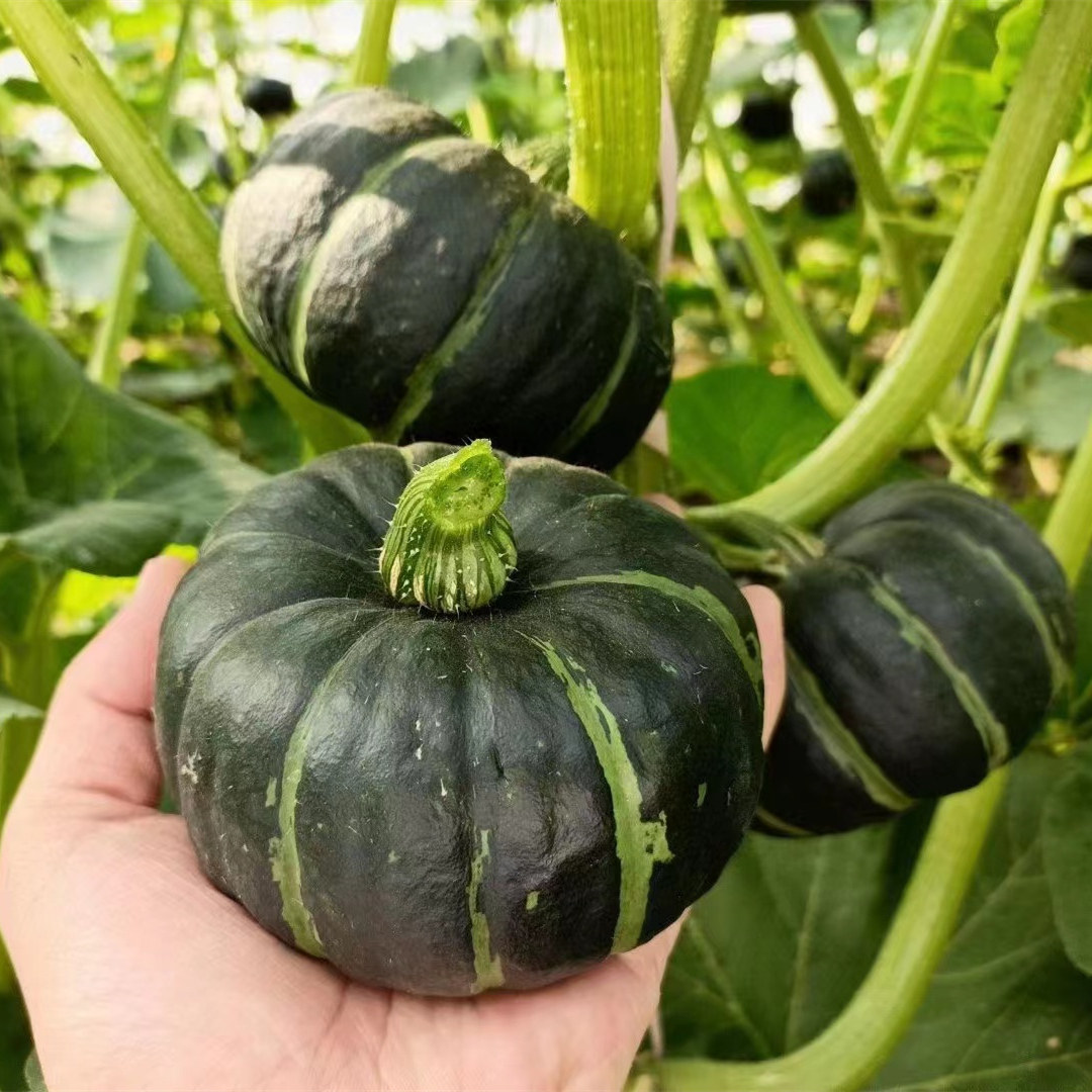 贝贝南瓜板栗小南瓜栗面日本老瓜正宗正品新鲜南瓜