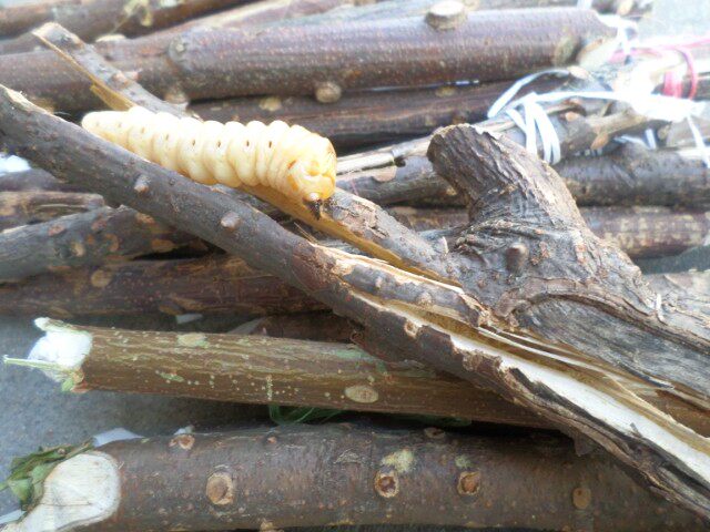 麻记斗米虫浙江野生活体斗米虫黄寮狼虫滋补品营养品开胃