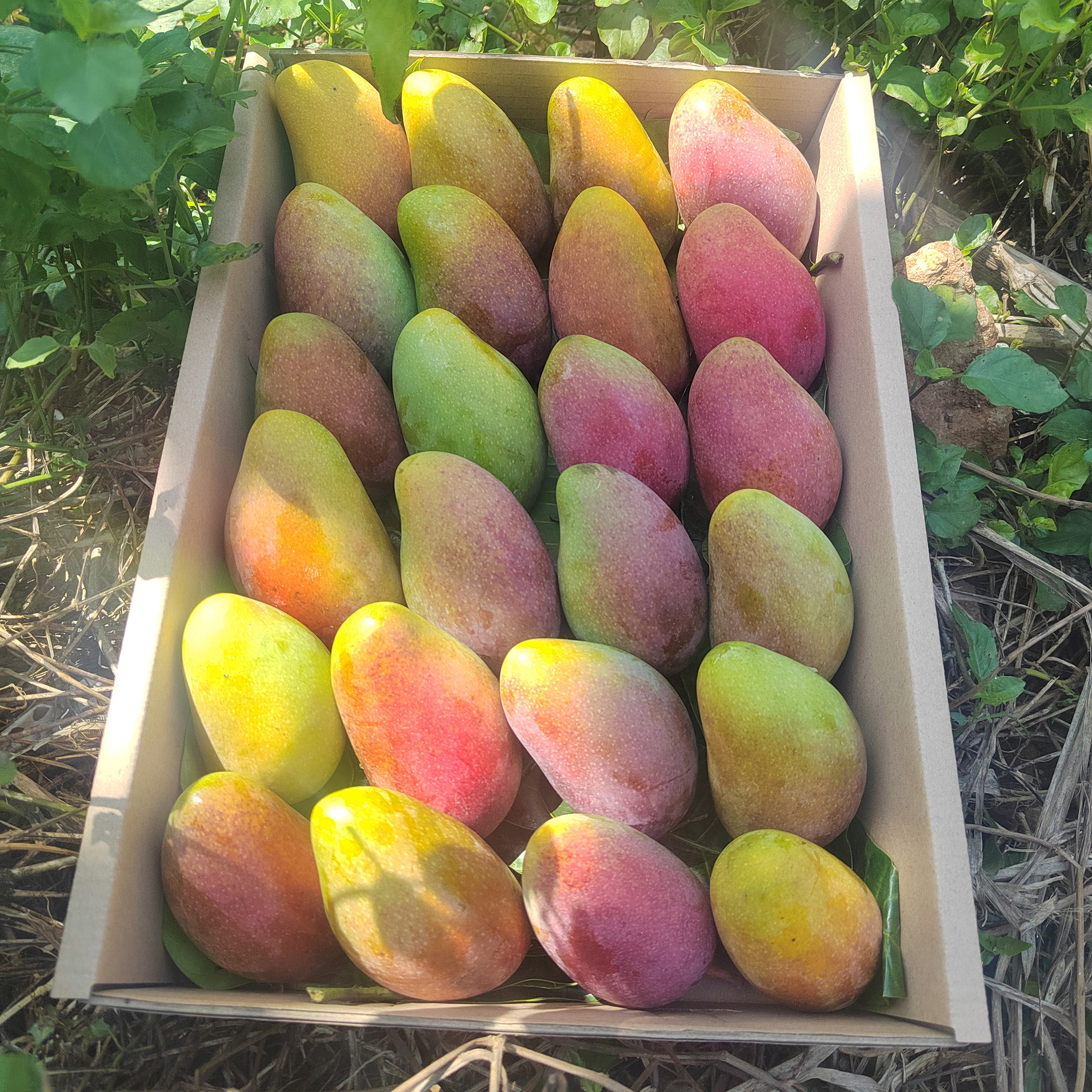 海南贵妃树上三亚热带水果现摘新鲜芒果5斤顺丰芒果