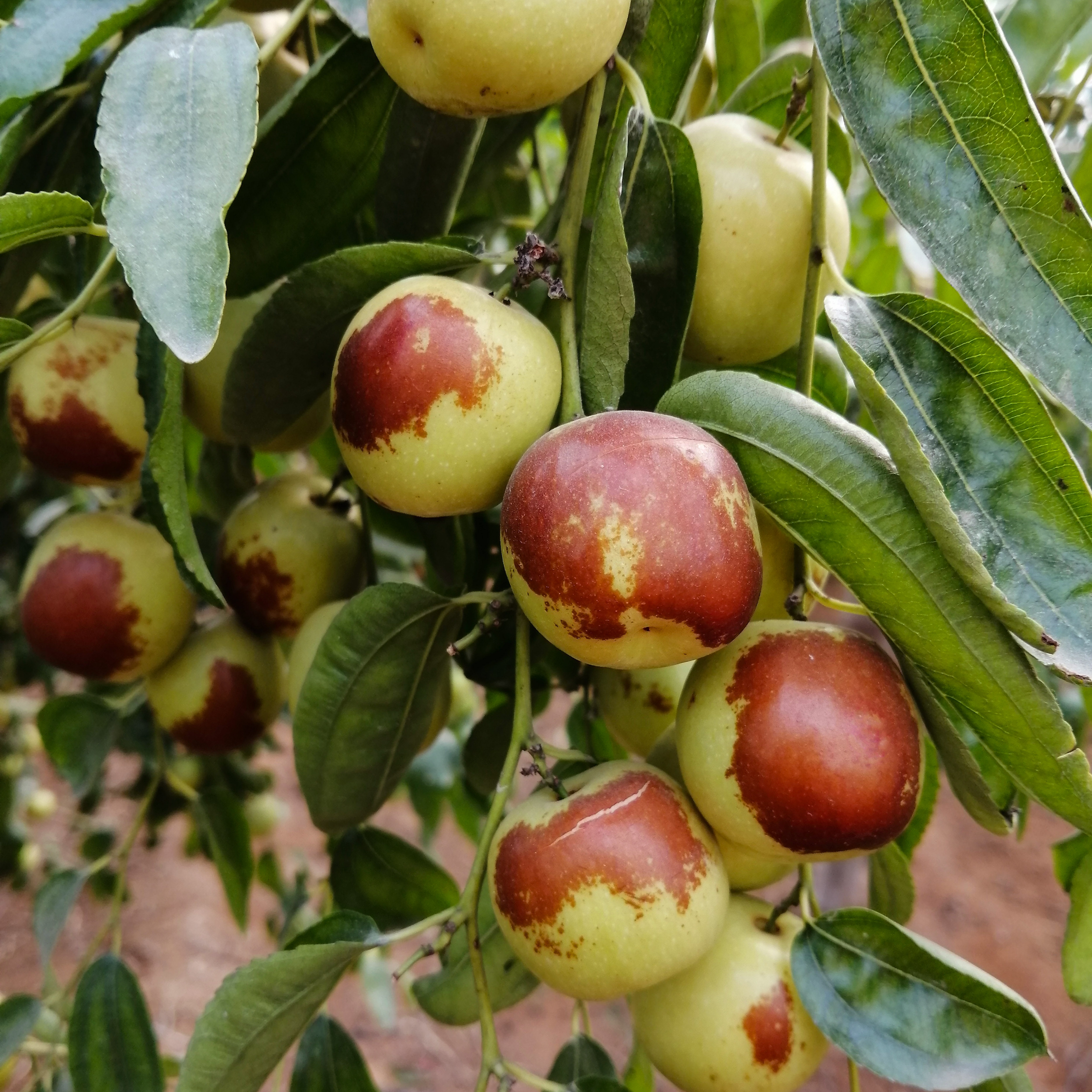 勿拍售完明年再卖新鲜冬枣脆甜现摘一级大果枣