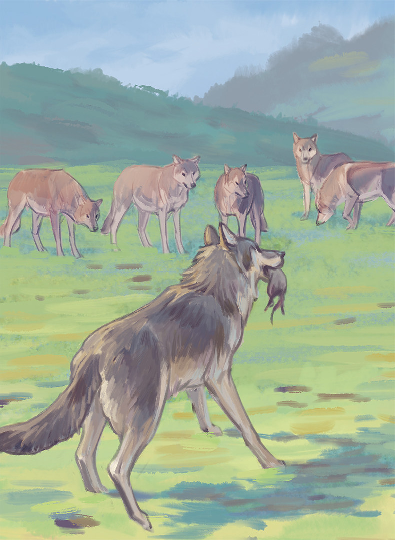 现货小学生少年儿童安徽姊妹篇狼王书籍推荐书推荐课外阅读儿童文学