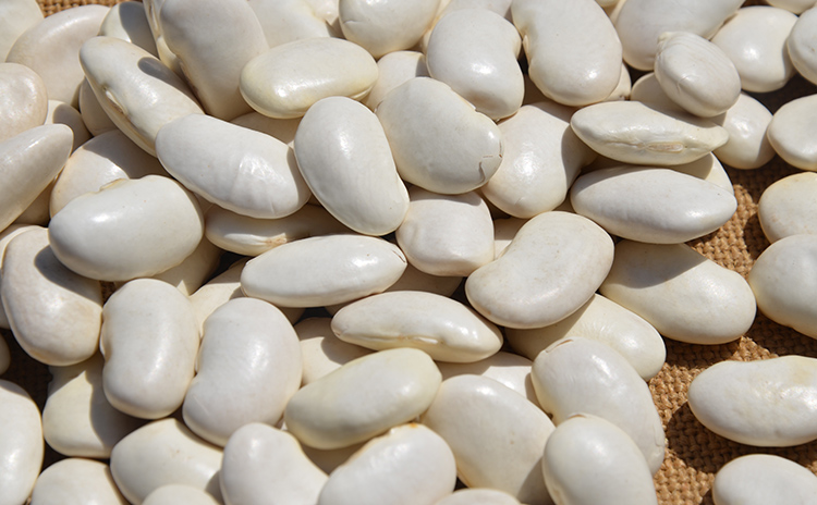 云南白芸豆5斤装新货大白豆25kg菜豆农家自种粗粮白云豆五谷杂粮