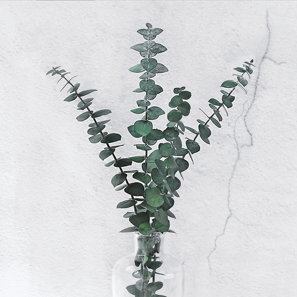 态生活 ins永生花尤加利叶树枝风干真花干花花束客厅艺术摆件装 饰