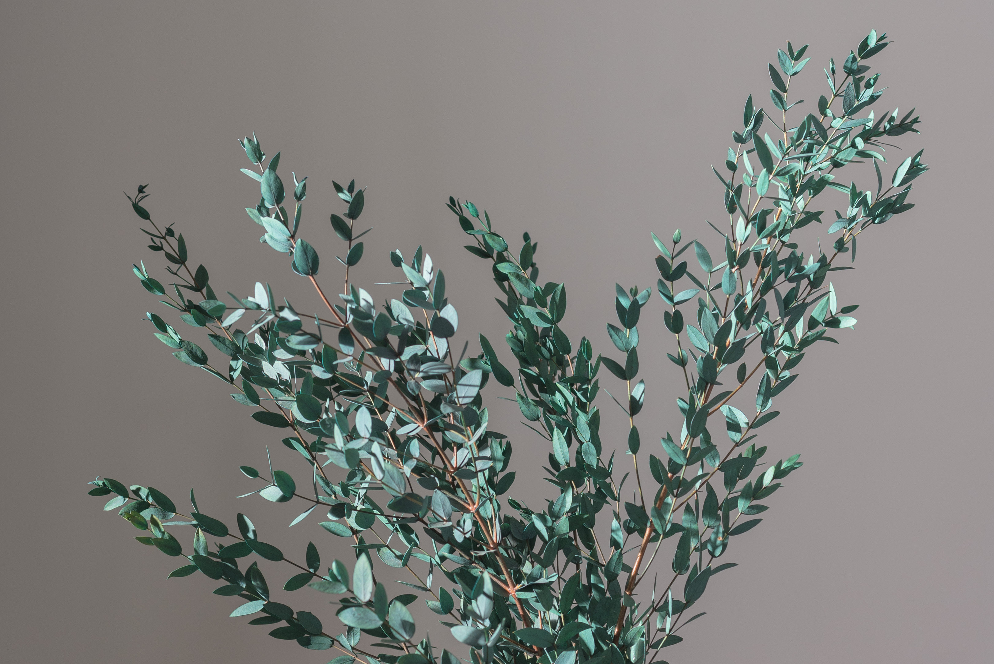 新品细叶尤加利小尖叶北欧欧风ins拍照橱窗装饰干花