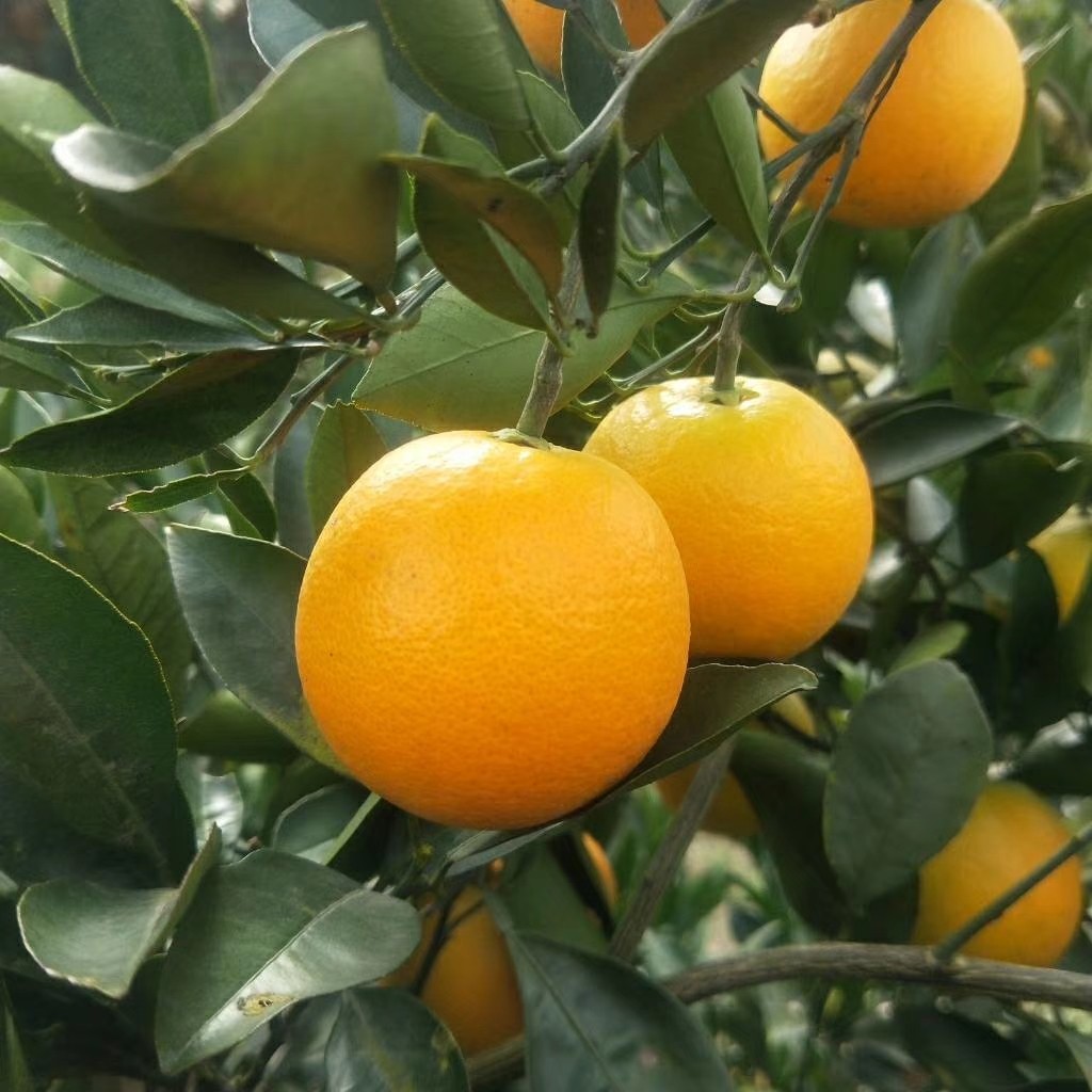 黔阳冰糖10斤中大湖南怀化手剥甜橙当季孕妇橙