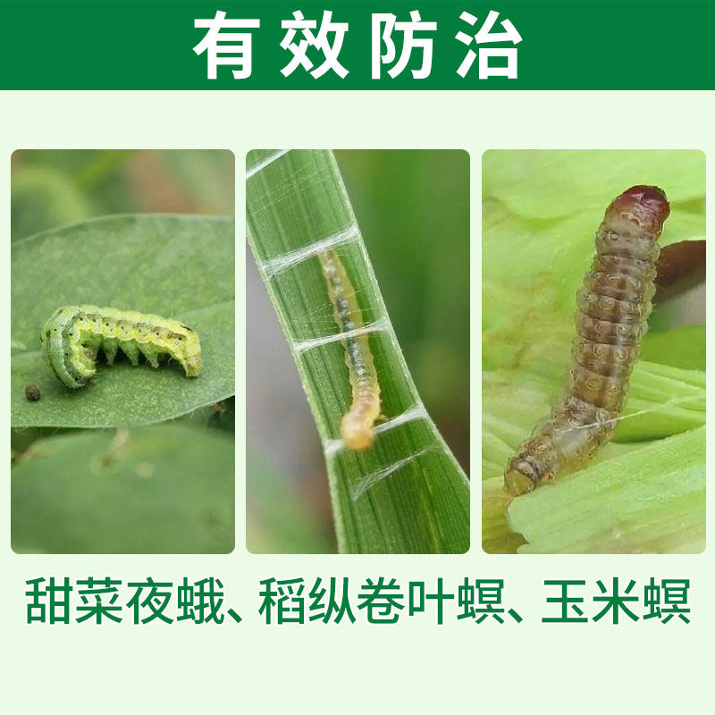 夜蛾中化双工9080四氯酰胺甘蓝玉米斜纹甜菜杀虫剂