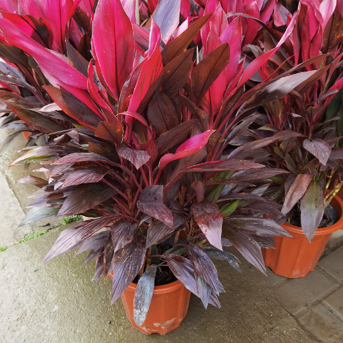 园艺红叶朱焦苗红铁红竹紫叶富贵竹水培庭院花卉绿植