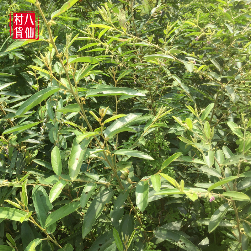 新鲜山芝麻现挖假芝麻岗油麻山油麻坡油麻中草药500克包邮