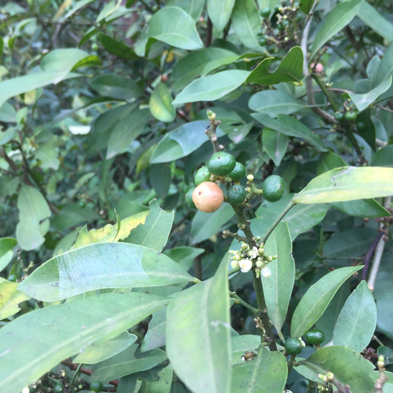 新鲜山小橘山油柑中草药山金橘枝叶野沙柑降真香油饼其他药食同源食品