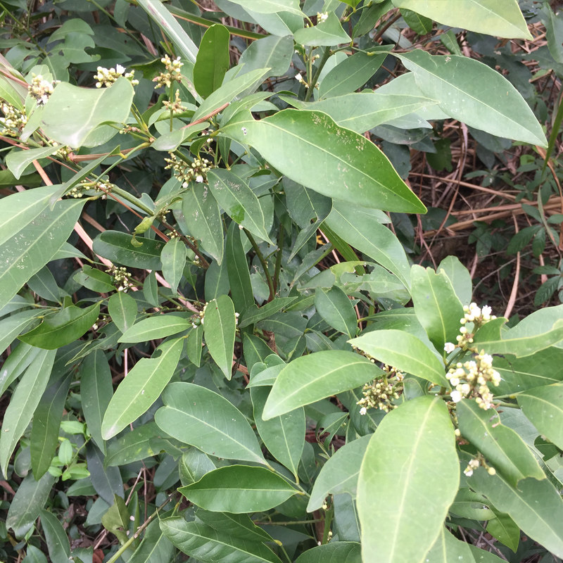 新鲜山小橘山油柑中草药山金橘枝叶野沙柑降真香油饼其他药食同源食品